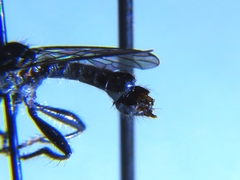 Laphria winnemana