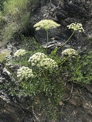 Laserpitium latifolium