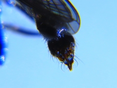 Laphria winnemana