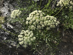 Laserpitium latifolium