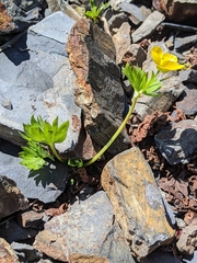 Ranunculus eschscholtzii suksdorfii