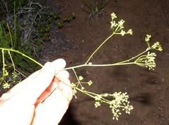 Anginon difforme