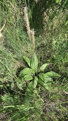 Plantago urvillei