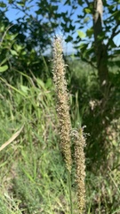 Plantago urvillei