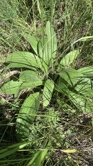 Plantago urvillei