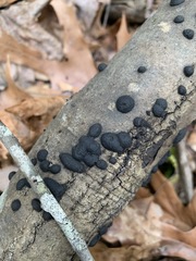 Daldinia concentrica