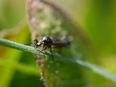 Bibio xanthopus