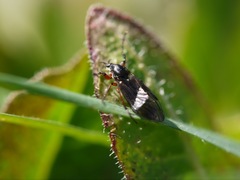 Bibio xanthopus