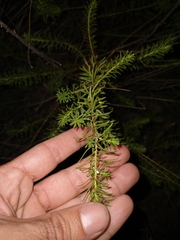 Baccharis coridifolia