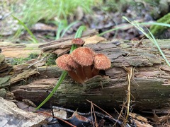 Tricholomopsis formosa