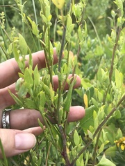 Dysphania ambrosioides