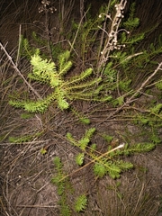 Baccharis coridifolia