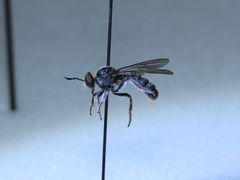 Cerotainia macrocera