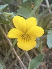 Viola praemorsa