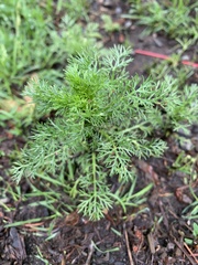 Matricaria discoidea