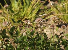 Trifolium repens