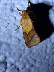 Pyrrhia exprimens