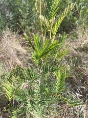 Acacia decurrens