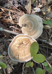 Microporellus dealbatus