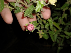 Pavonia revoluta