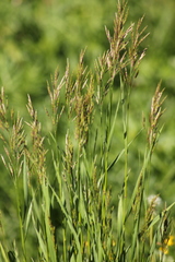Bromus inermis