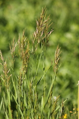 Bromus inermis