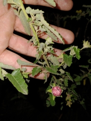 Pavonia revoluta