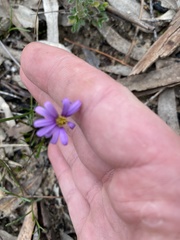 Brachyscome multifida