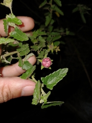 Pavonia revoluta