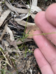 Brachyscome multifida