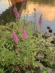 Lythrum salicaria