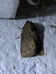Pseudorthodes