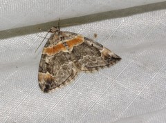 Dysstroma hersiliata