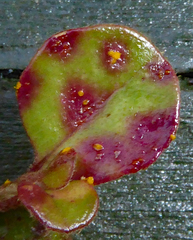 Austropuccinia psidii image