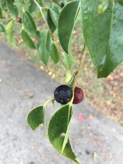 Ficus