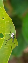 Leucauge taiwanica