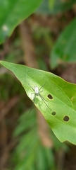 Leucauge taiwanica