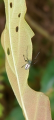 Leucauge taiwanica
