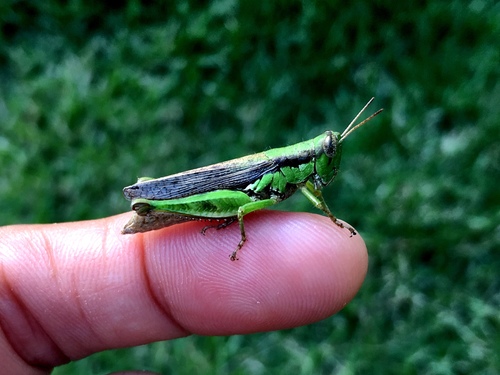 Short-winged Rice Grasshopper
