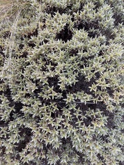 Pimelea aridula