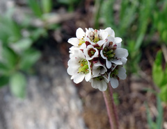 Micranthes rhomboidea