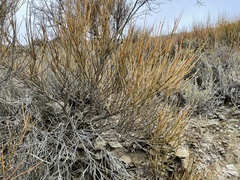 Carmichaelia compacta