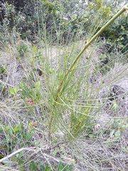 Anginon difforme