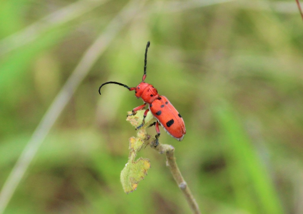 Tetraopes subfasciatus