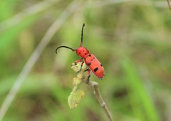 Tetraopes subfasciatus