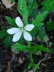 Geranium suzukii