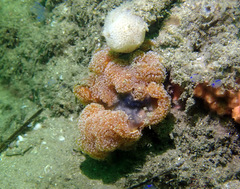 Aplidium benhami