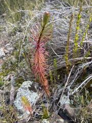 Dawsonia superba