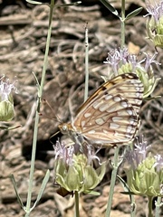 Speyeria callippe macaria