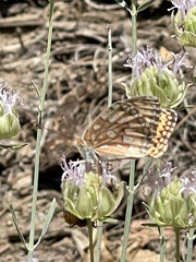 Speyeria callippe macaria